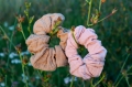 scrunchie2.jpg
