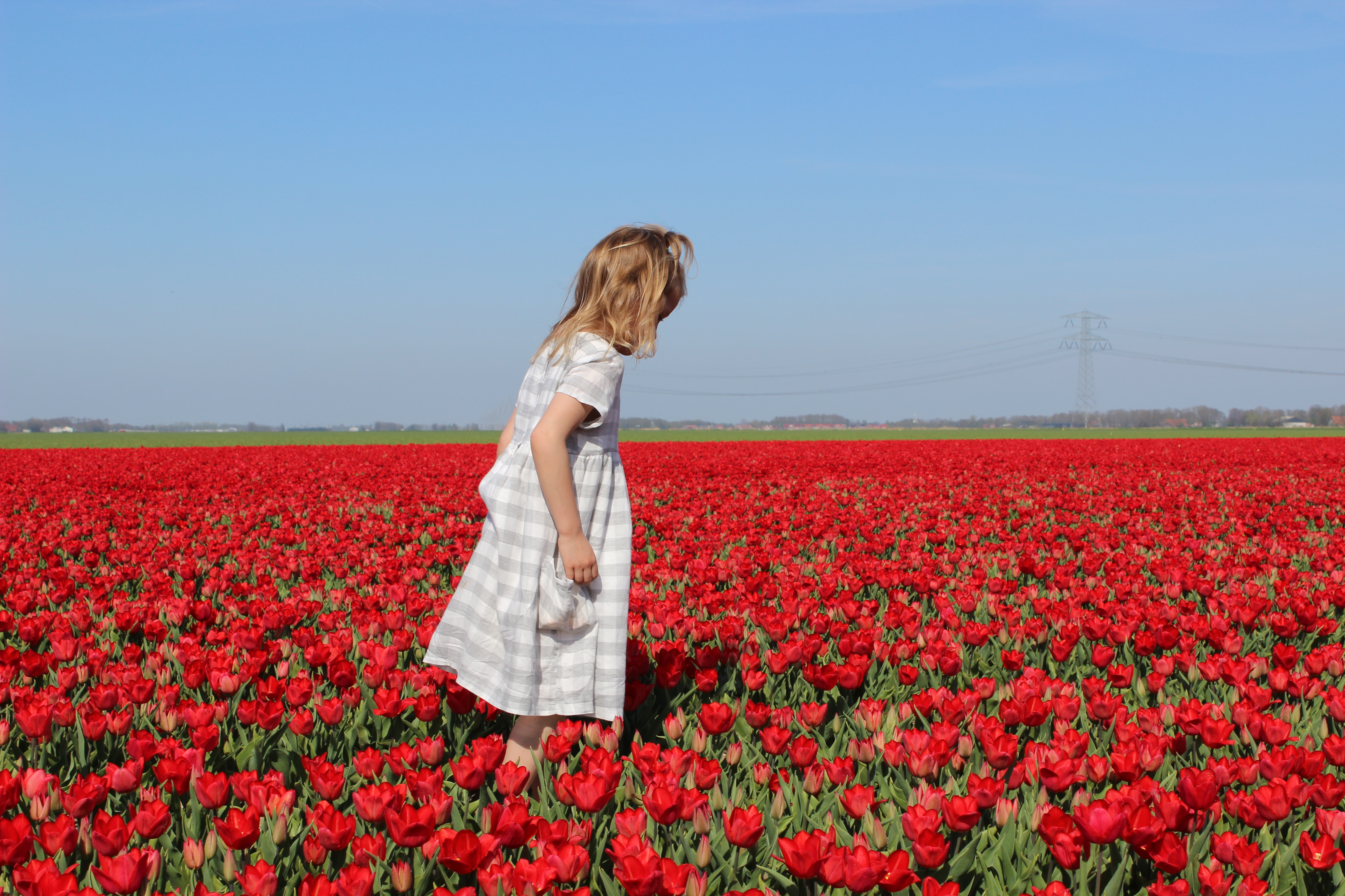 pola tulipanów