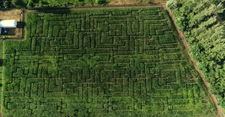 zielony labirynt w nieporecie