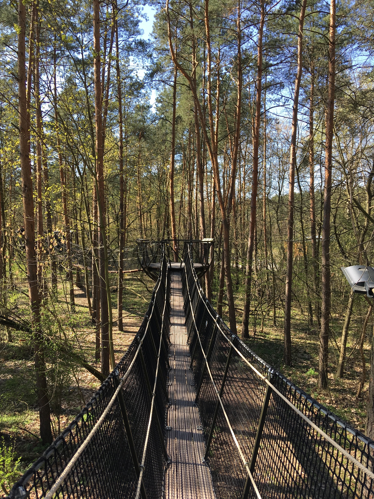 lesna sciezka w pommiechowku