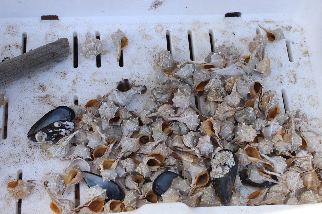 muszle, wlochy, wakacje, trabucco