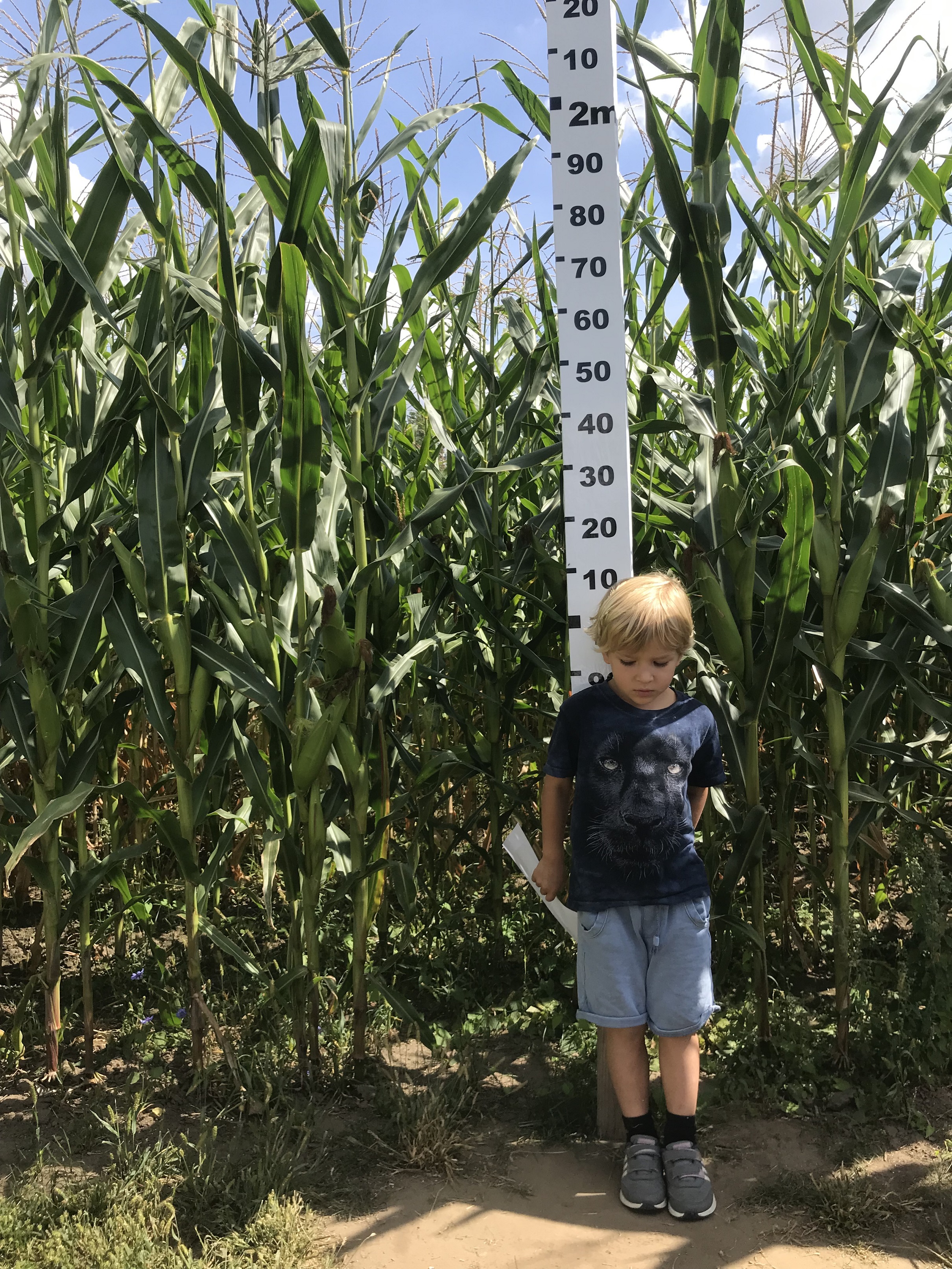 zielony labirynt w nieporecie