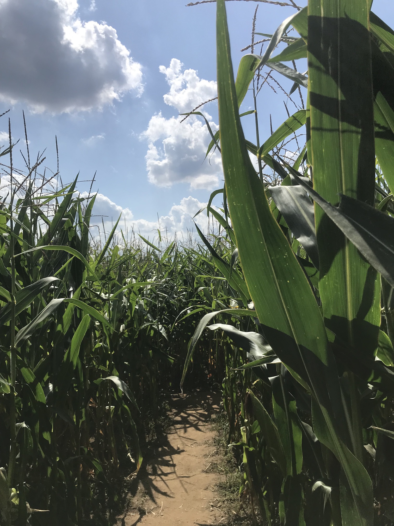 labirynt w nieporecie