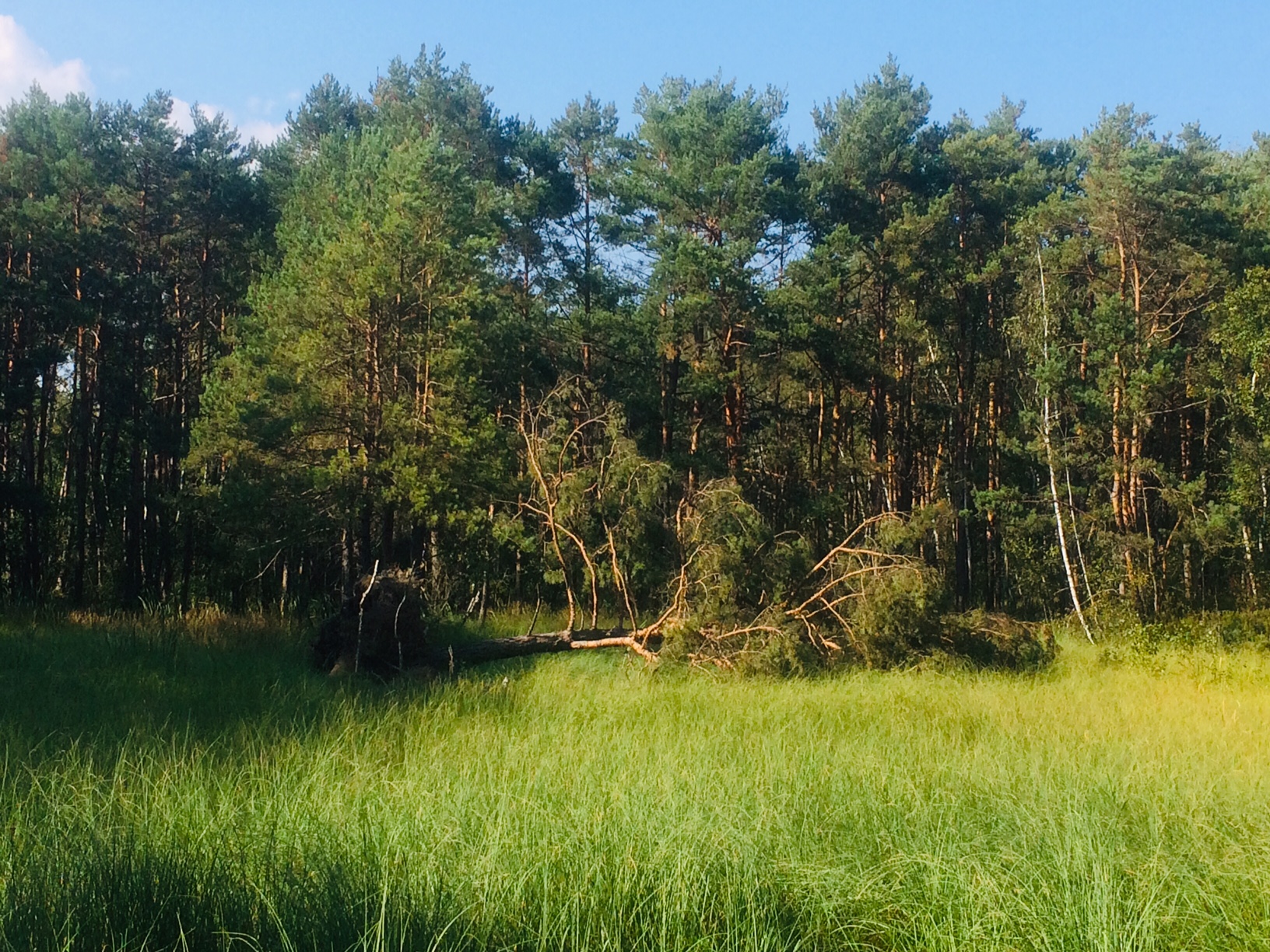 Poleski Park Narodowy