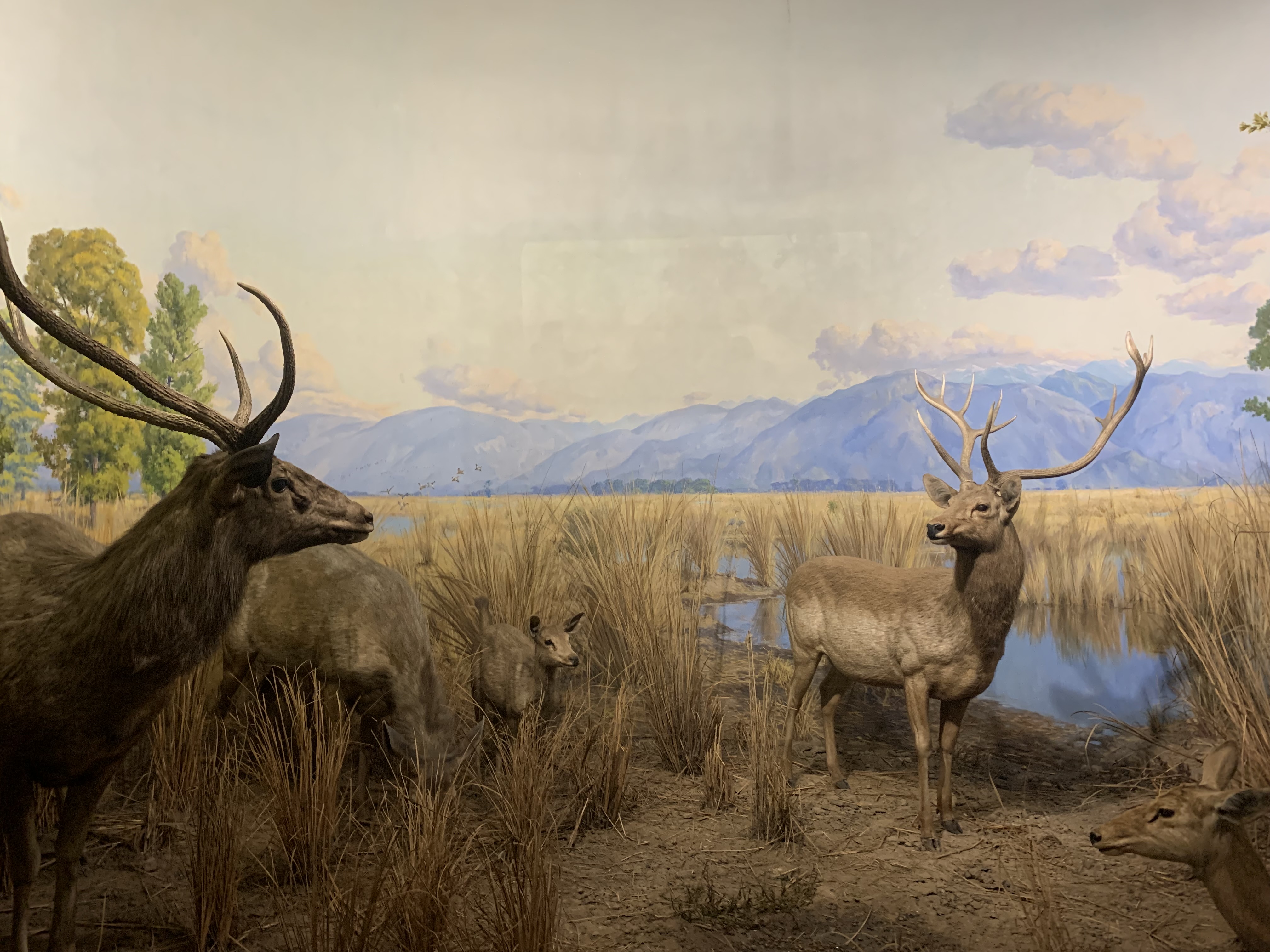 Museum Historii Naturalnej w Nowym Jorku