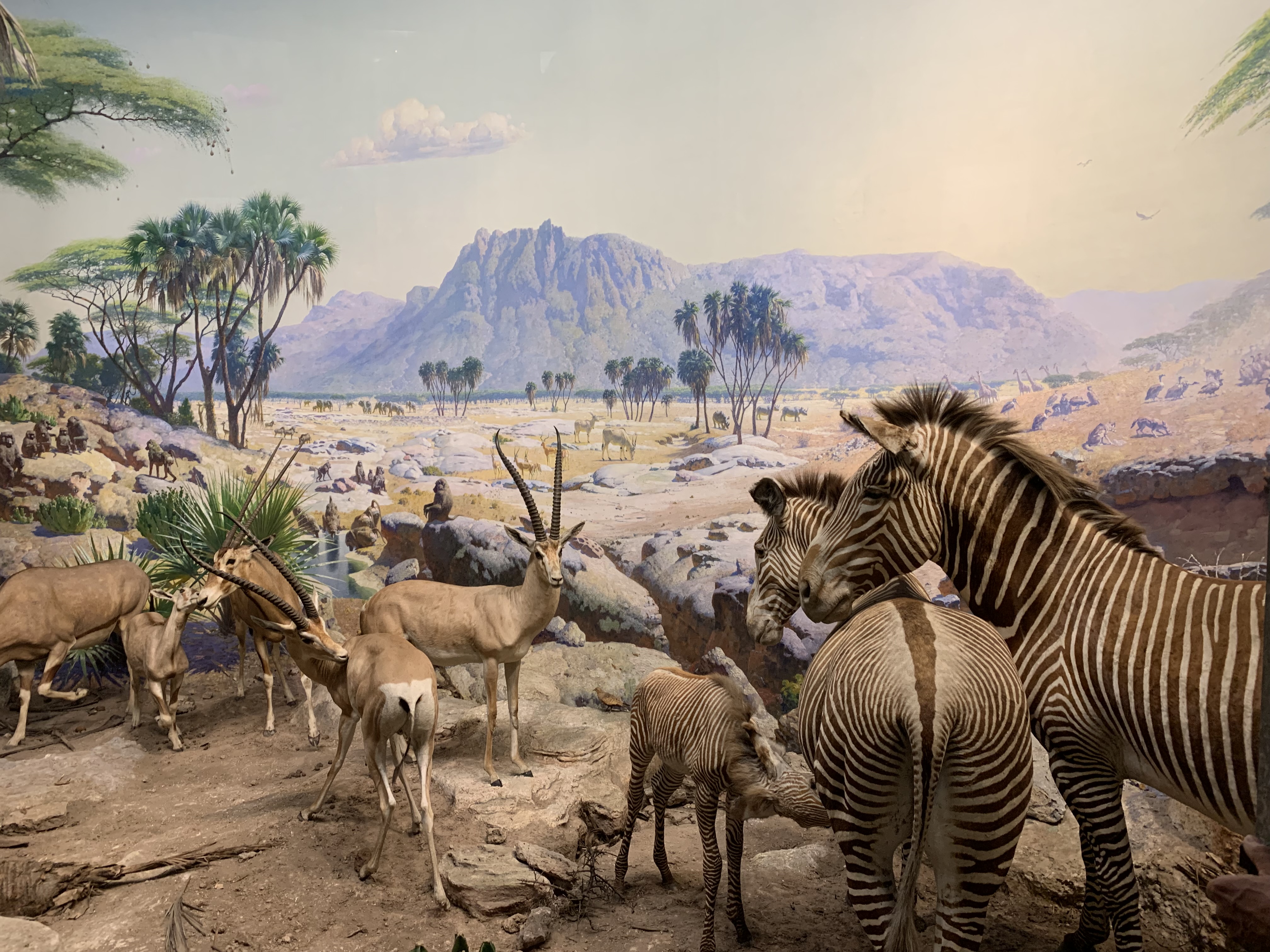Museum Historii Naturalnej w Nowym Jorku