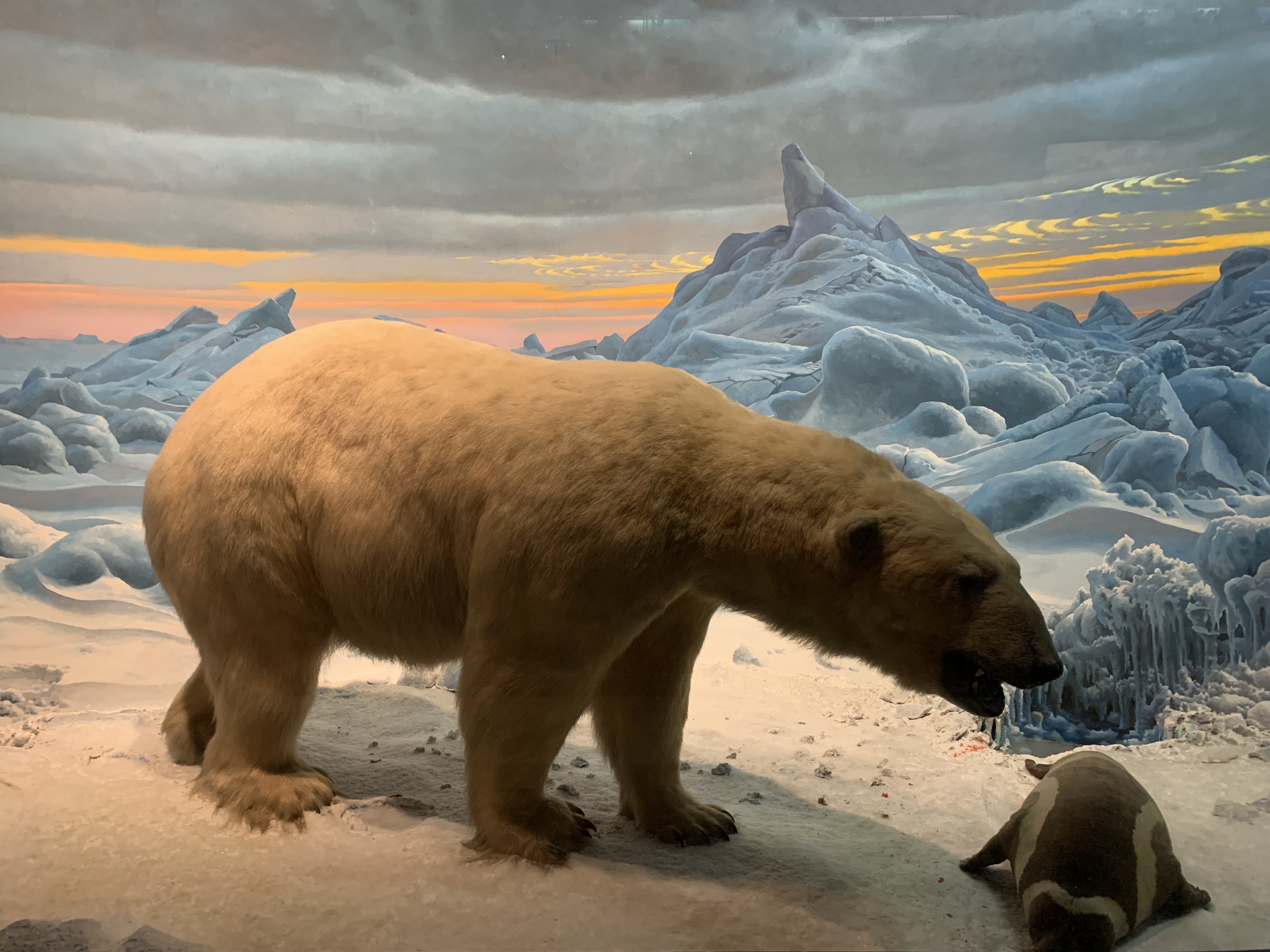 Muzeum Historii Naturalnej w Nowym Jorku