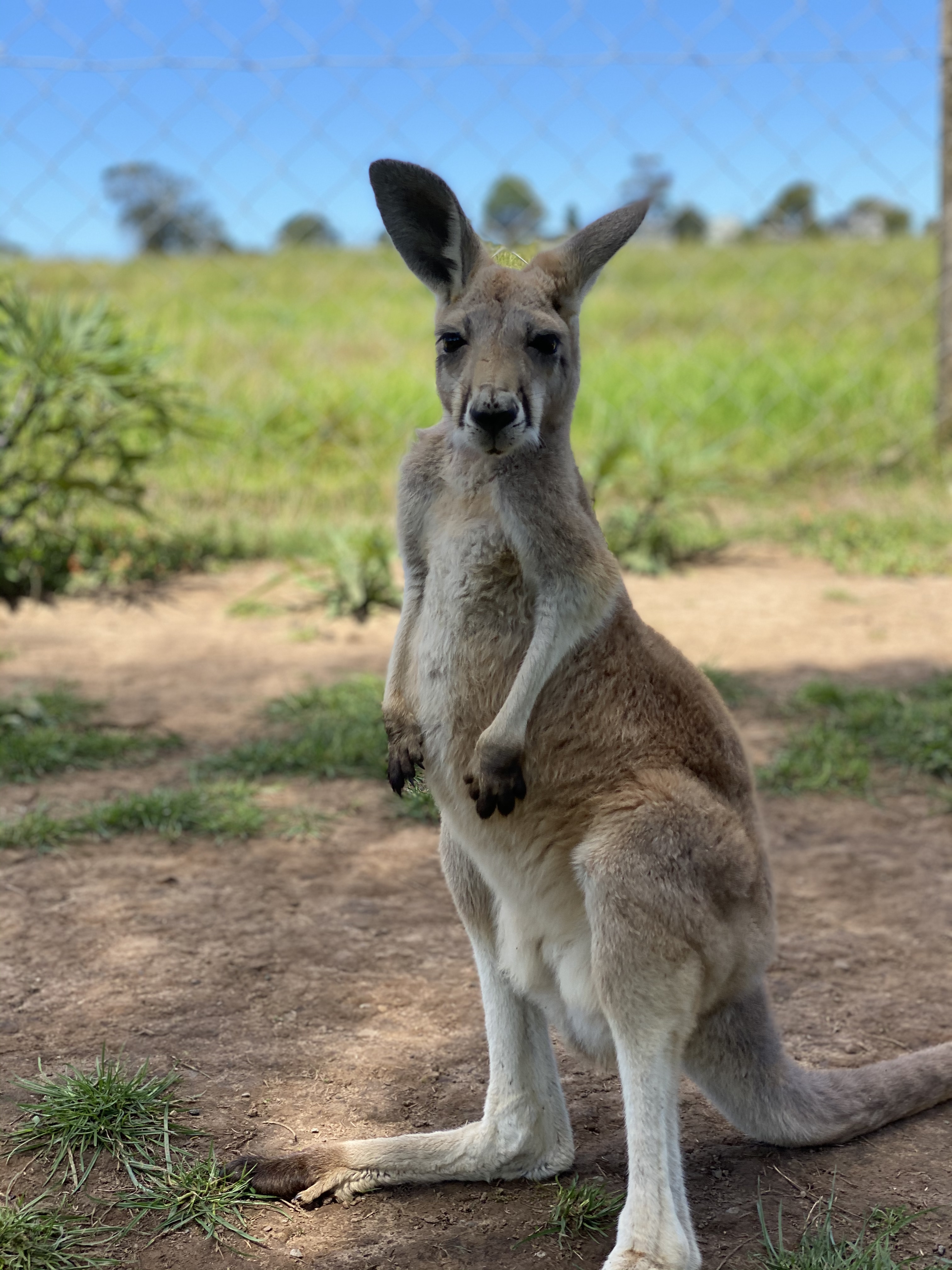 życie w Australii
