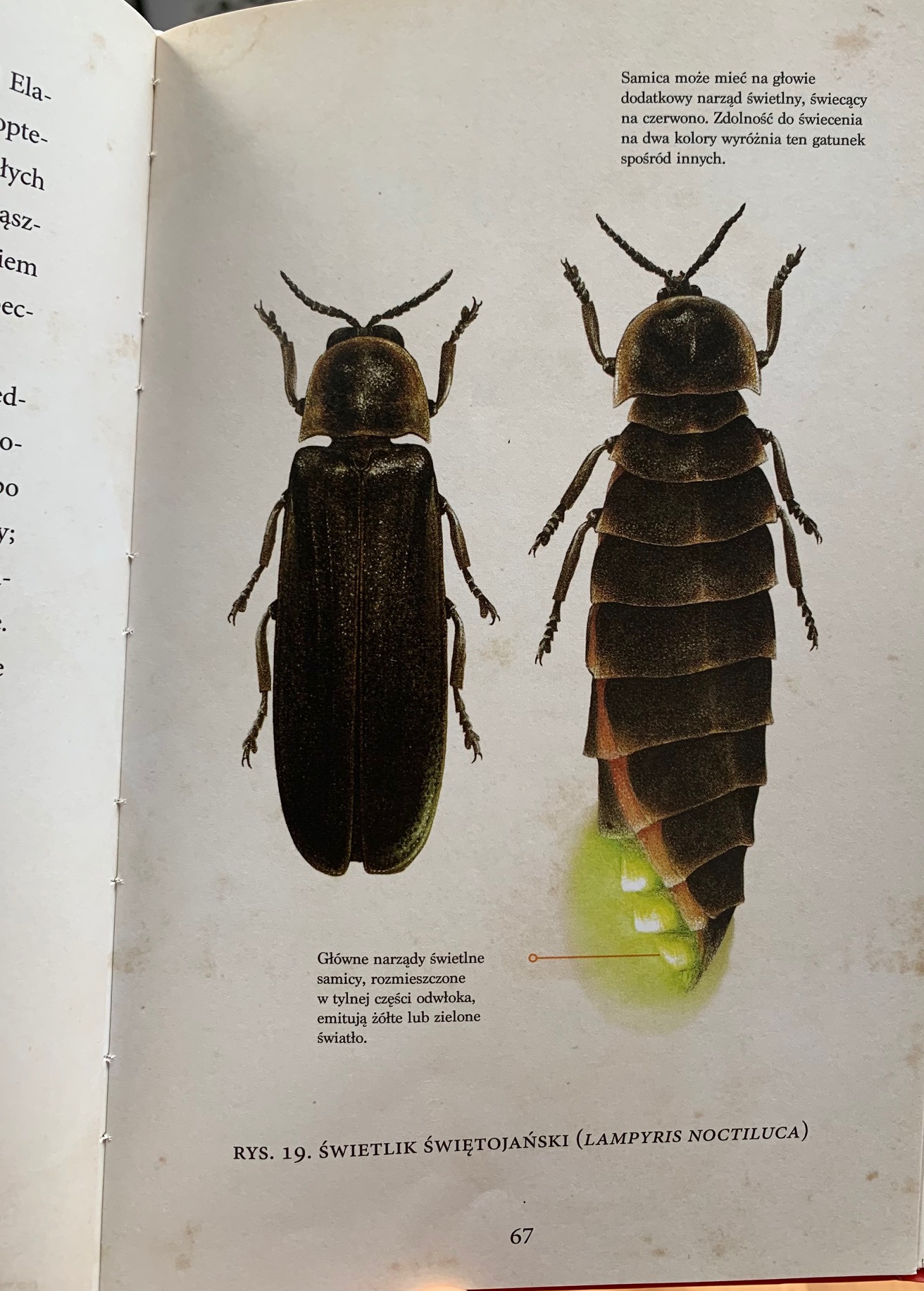 chrzaszcze przewodnik milosnikow chrzaszczy