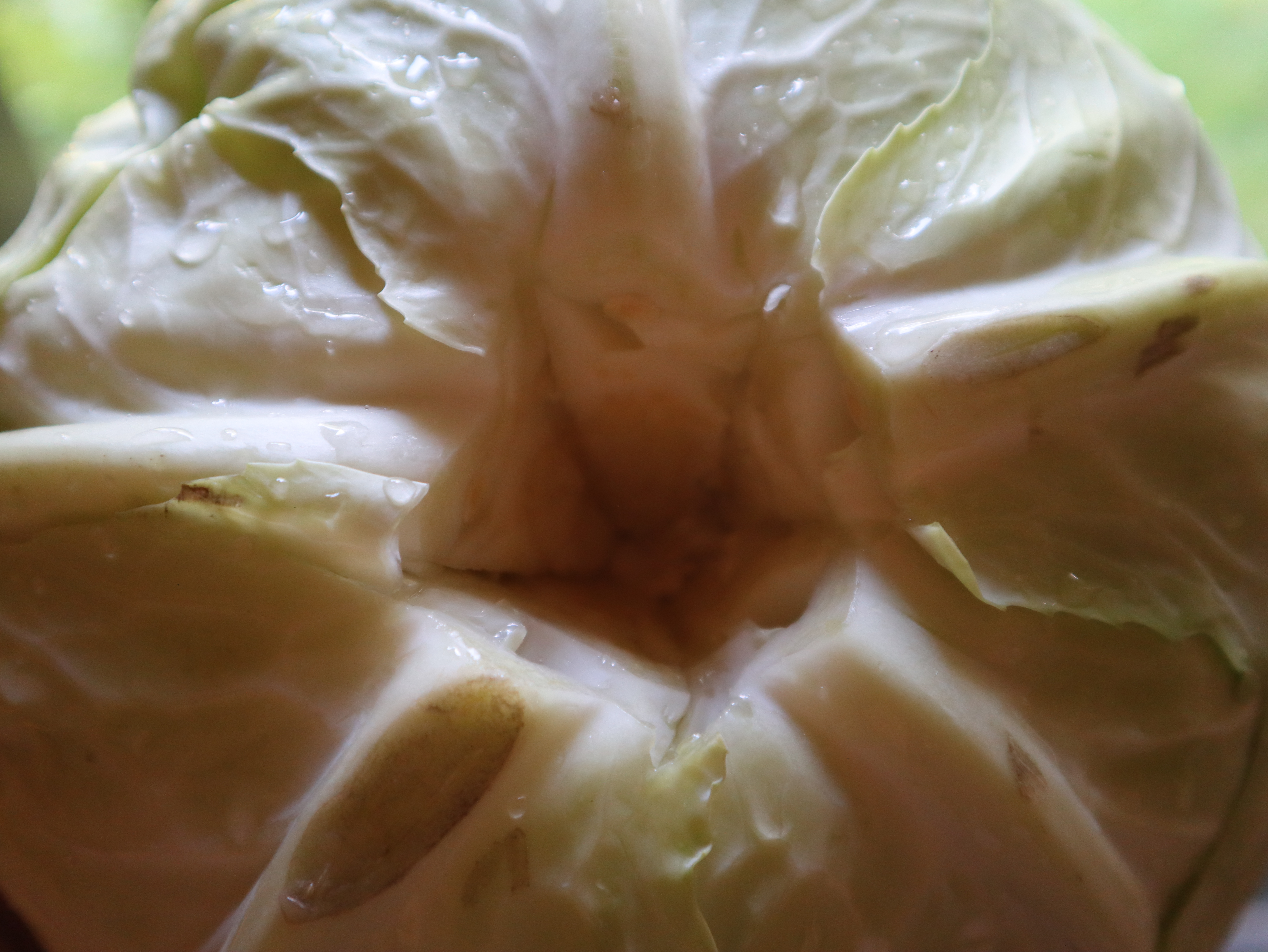 golaabki wegańskie przepis