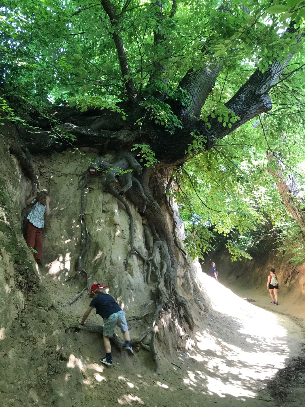 wąwozy kazimierz dolny, korzeniowy dol