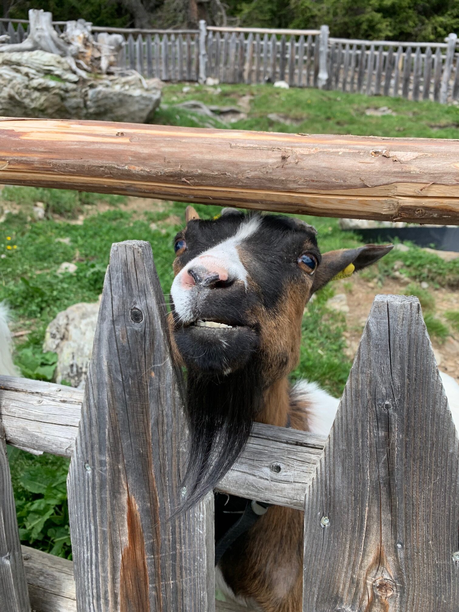 dolomity z dziecmi