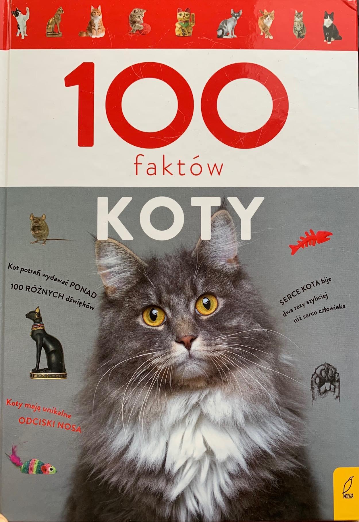 koty.100 faktow 