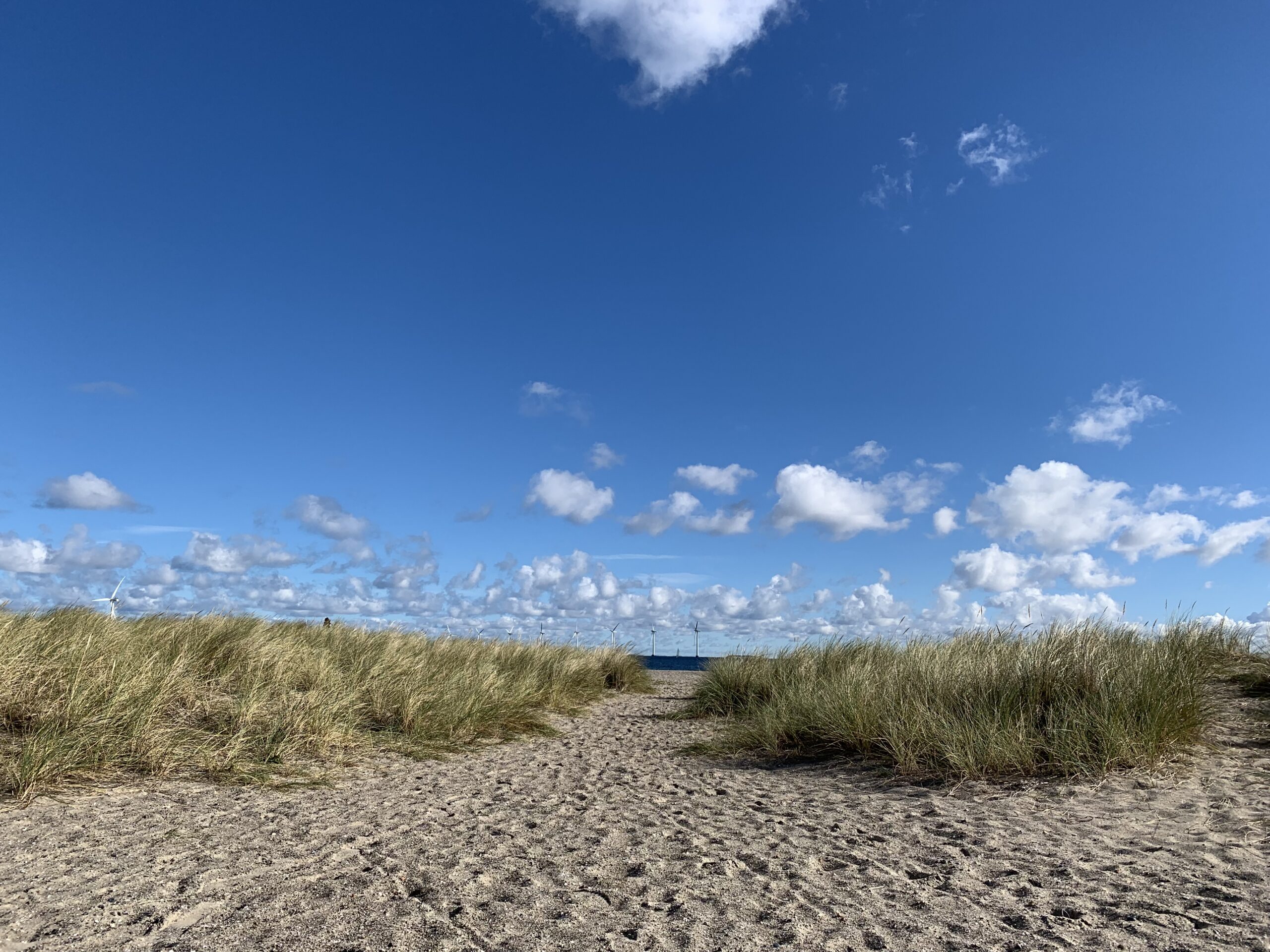 plaża Amager Kopenhaga